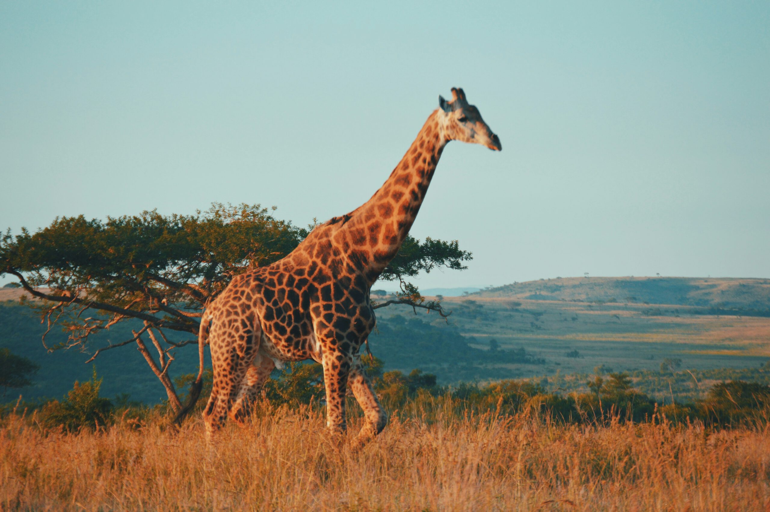 Du Lịch Nam Phi: Johanesburg-Pretoria-Pilanesberg-George-Cape Town
